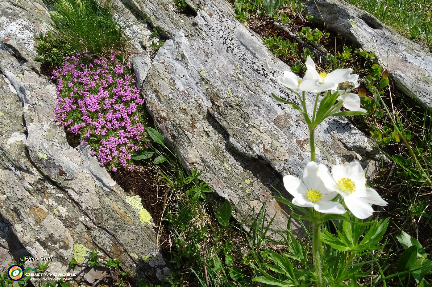 64 Anwemone Narcissino con saxifraga.JPG